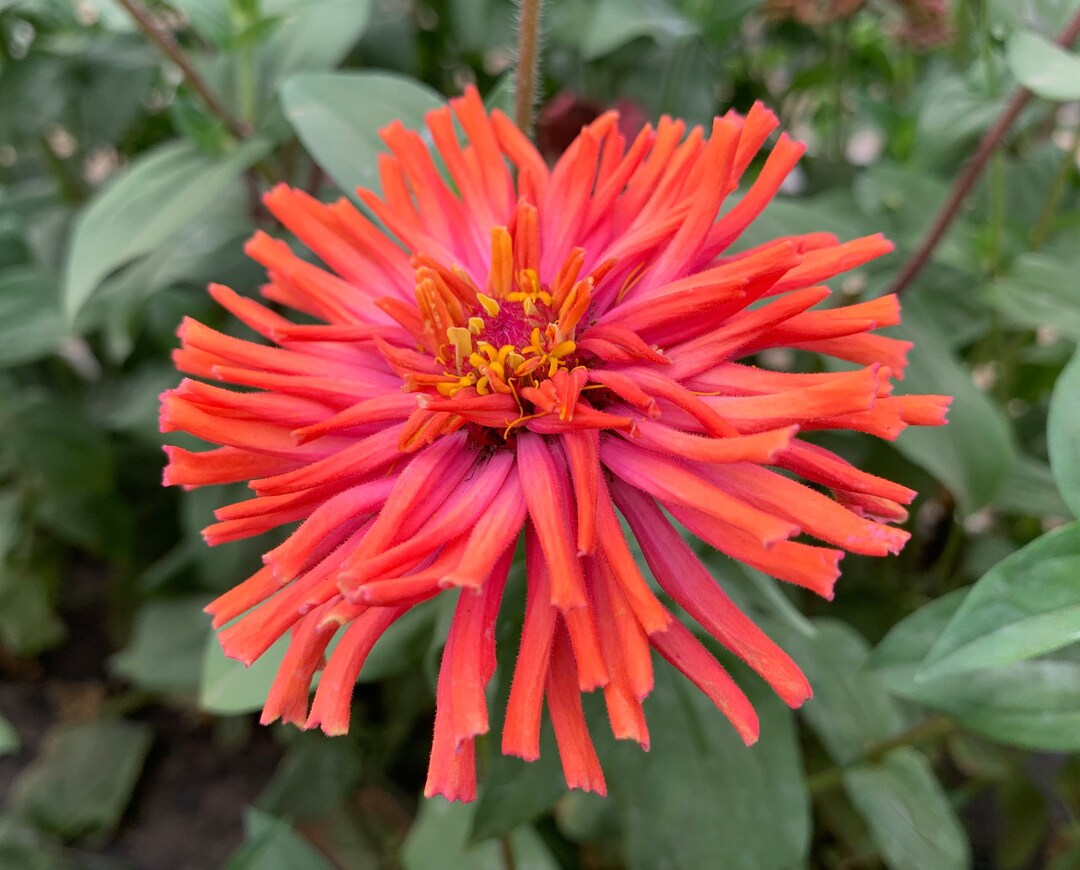 Giant Cactus Mix Zinnia